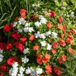 Fleurs - Impatiens Hybride Variée - face recto